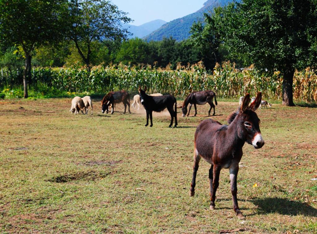 Azienda Agrituristica Pericle Montella Eksteriør bilde