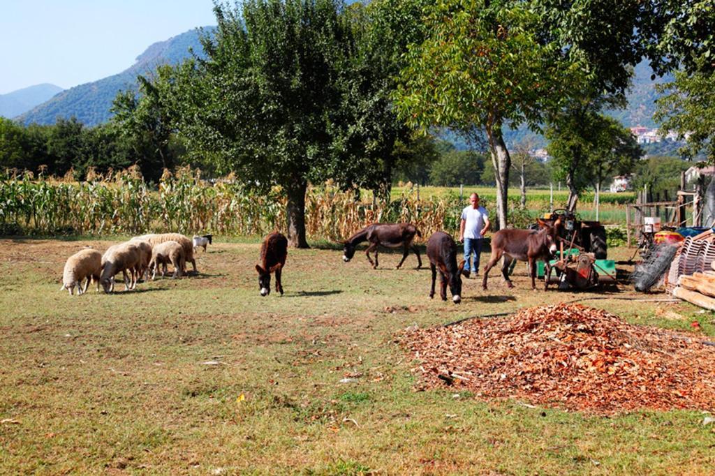 Azienda Agrituristica Pericle Montella Eksteriør bilde